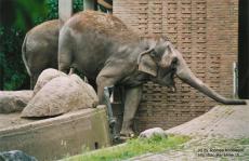 breakout elephant